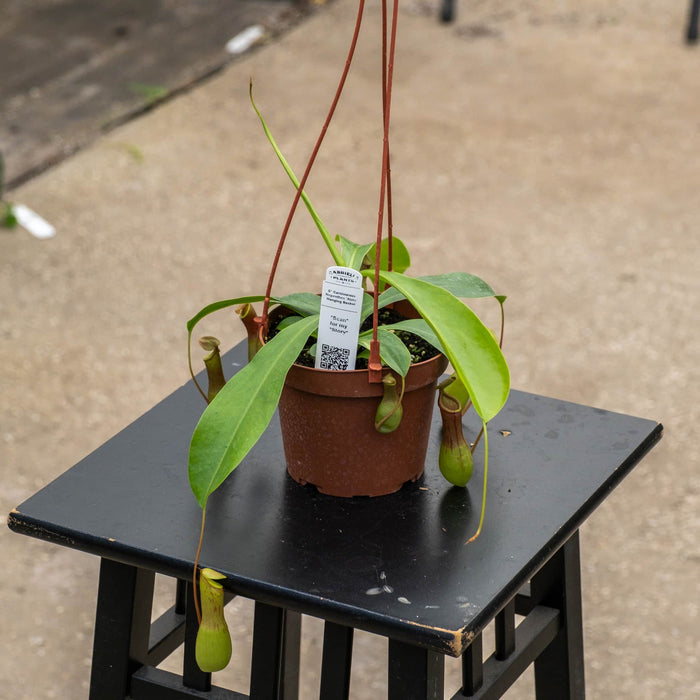 Gabriella Plants Carnivorous 5" Hanging Basket Carnivorous Nepenthes 'Alata'