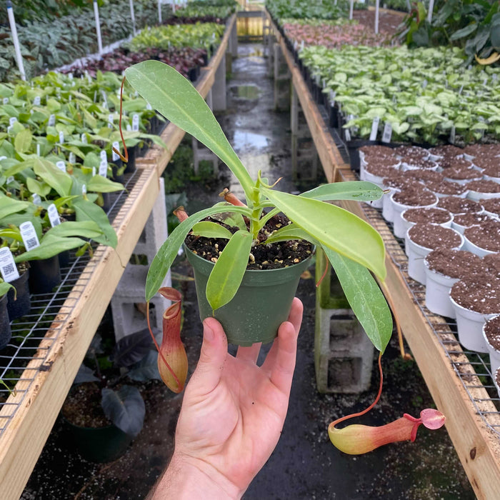 Gabriella Plants Carnivorous 4" Carnivorous Nepenthes 'Alata'