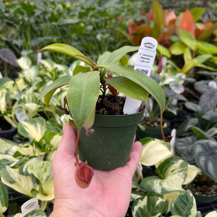 Gabriella Plants Carnivorous 4" Carnivorous Nepenthes 'Lady Luck'