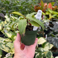 Gabriella Plants Carnivorous 4" Carnivorous Nepenthes 'Lady Luck'