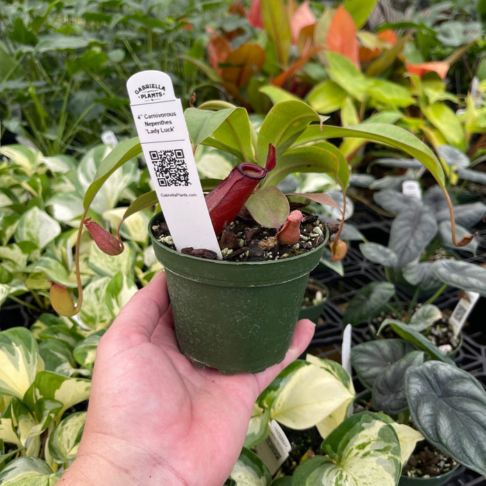 Gabriella Plants Carnivorous 4" Carnivorous Nepenthes 'Lady Luck'