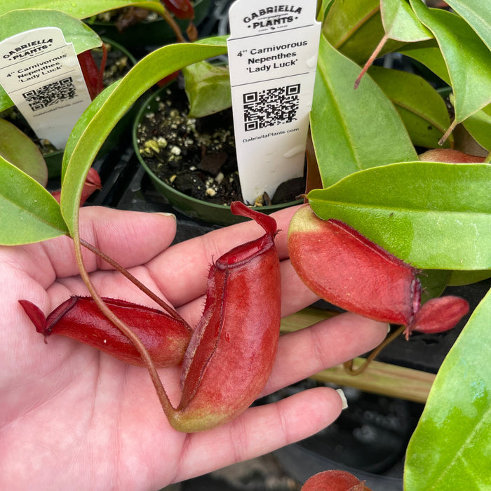 Gabriella Plants Carnivorous 4" Carnivorous Nepenthes 'Lady Luck'