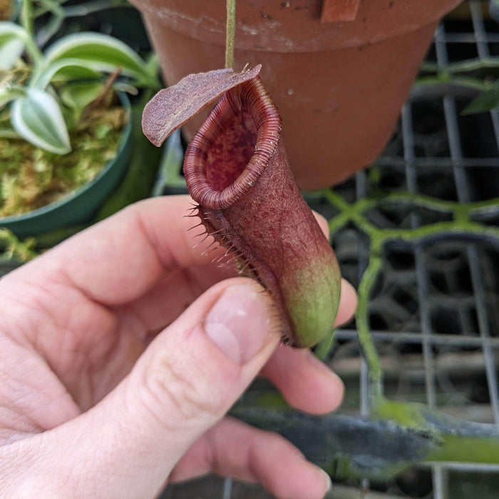 Gabriella Plants 5" Carnivorous Nepenthes lowii x ventricosa ‘Red’ Hanging Basket