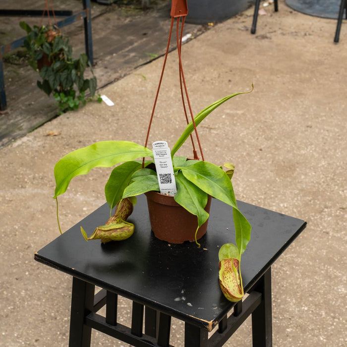 Gabriella Plants Carnivorous 5" Hanging Basket Carnivorous Nepenthes 'St. Gaya'
