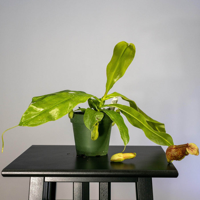 Gabriella Plants Carnivorous 4" Carnivorous Nepenthes 'St. Gaya'