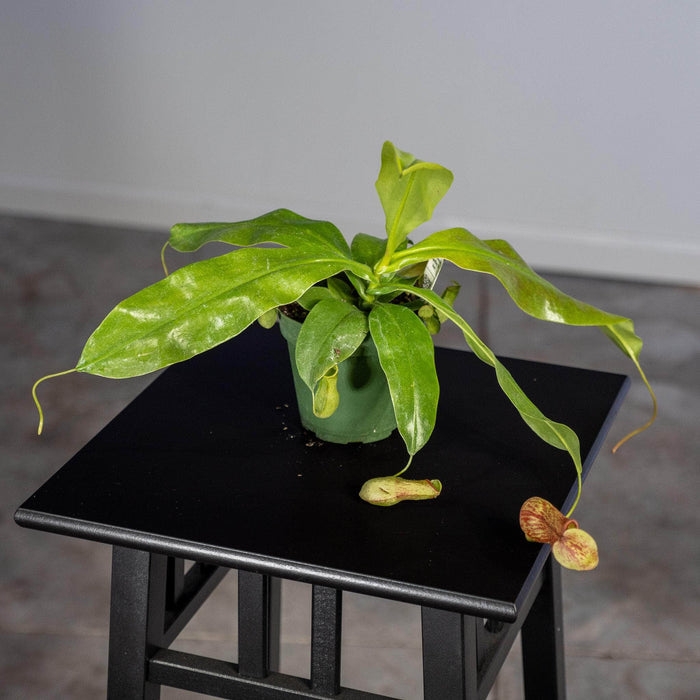 Gabriella Plants Carnivorous 4" Carnivorous Nepenthes 'St. Gaya'