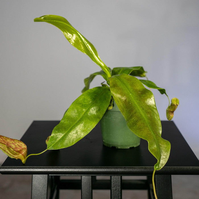 Gabriella Plants Carnivorous 4" Carnivorous Nepenthes 'St. Gaya'