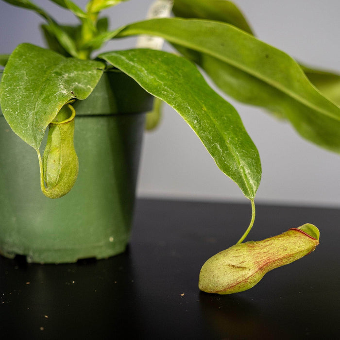 Gabriella Plants Carnivorous 4" Carnivorous Nepenthes 'St. Gaya'