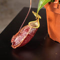 Gabriella Plants Carnivorous 5" Carnivorous Nepenthes 'Suki' Hanging Basket
