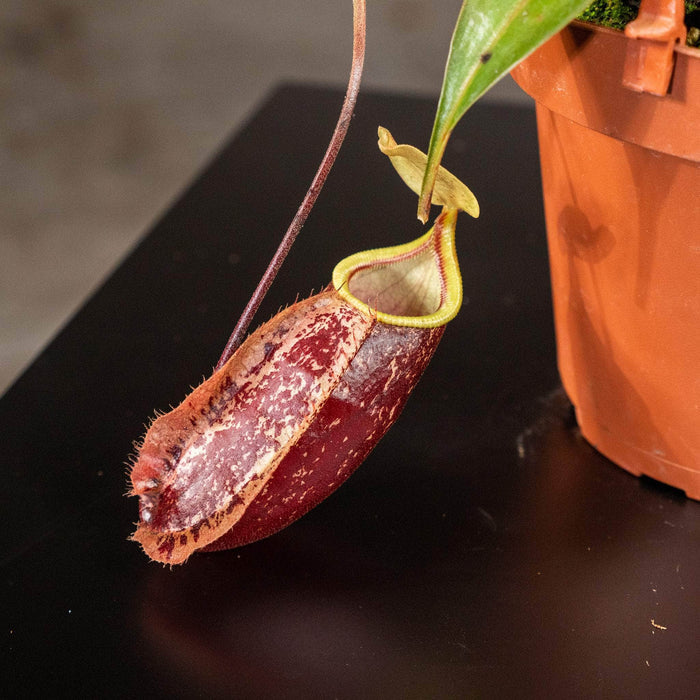 Gabriella Plants Carnivorous 5" Carnivorous Nepenthes 'Suki' Hanging Basket