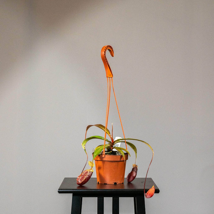 Gabriella Plants Carnivorous 5" Carnivorous Nepenthes 'Suki' Hanging Basket