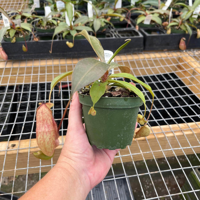 Gabriella Plants Carnivorous Carnivorous Nepenthes 'Suki'