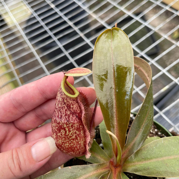 Gabriella Plants Carnivorous Carnivorous Nepenthes 'Suki'
