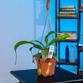 Gabriella Plants Tradescantia 5" Carnivorous Nepenthes ventricosa