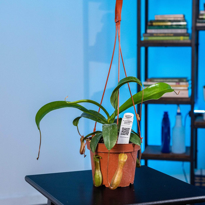 Gabriella Plants Tradescantia 5" Carnivorous Nepenthes ventricosa