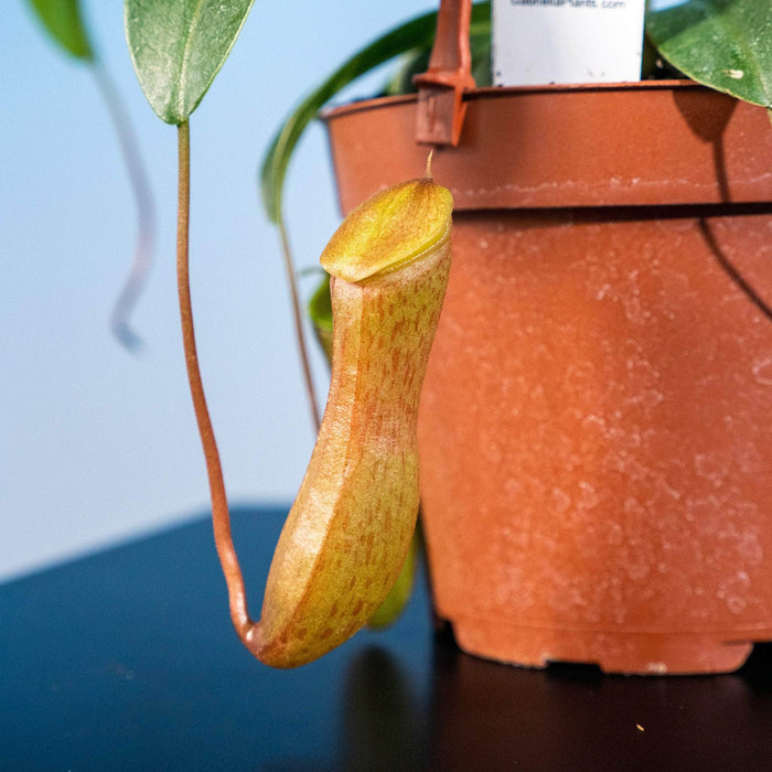 Gabriella Plants Tradescantia 5" Carnivorous Nepenthes ventricosa