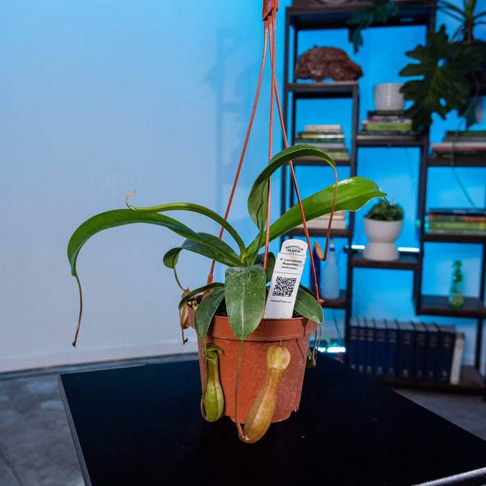 Gabriella Plants Tradescantia 5" Carnivorous Nepenthes ventricosa