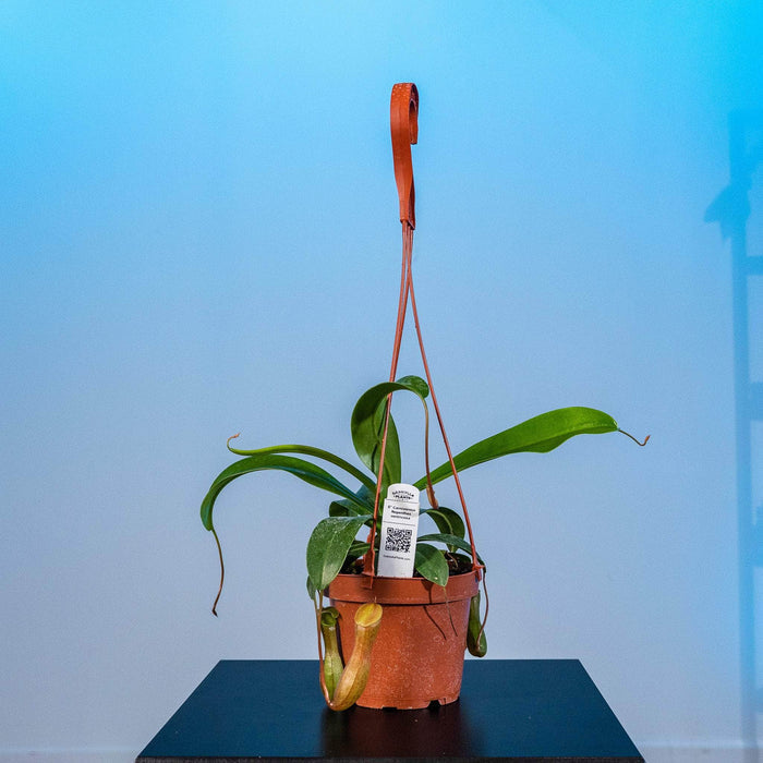 Gabriella Plants Tradescantia 5" Carnivorous Nepenthes ventricosa