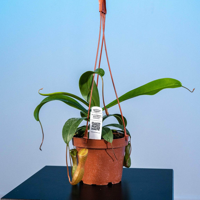 Gabriella Plants Tradescantia 5" Carnivorous Nepenthes ventricosa