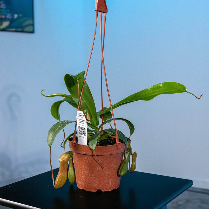 Gabriella Plants Tradescantia 5" Carnivorous Nepenthes ventricosa