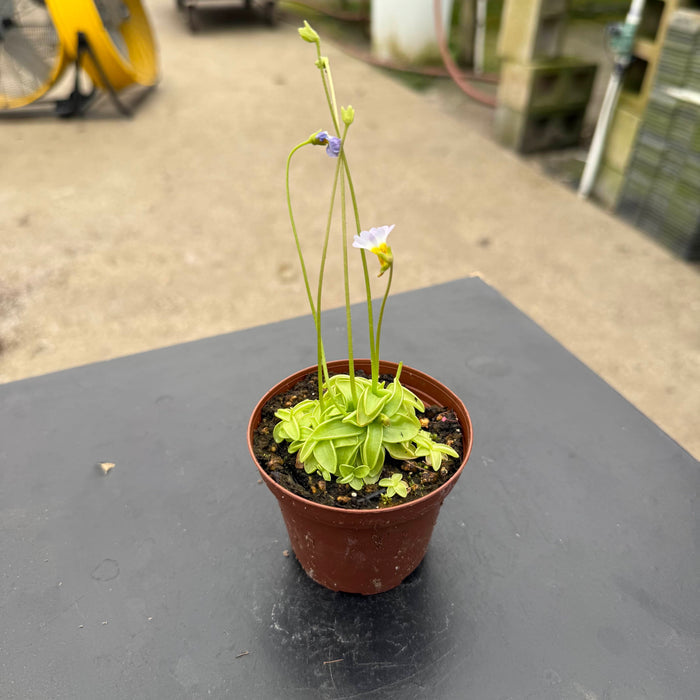 Gabriella Plants Carnivorous 3" Carnivorous Pinguicula primuliflora "Butterwort"