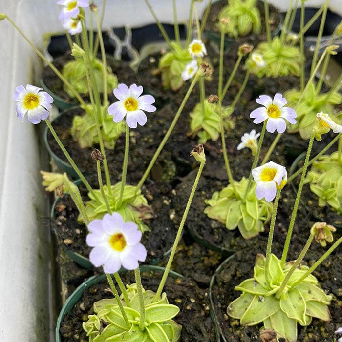 Gabriella Plants Carnivorous 3" 3" Carnivorous Pinguicula primuliflora "Butterwort”