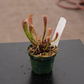 Gabriella Plants Carnivorous 3" Carnivorous Sarracenia 'Bug Bat'