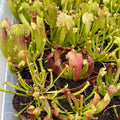 Gabriella Plants 3" Carnivorous Sarracenia Grower's Choice