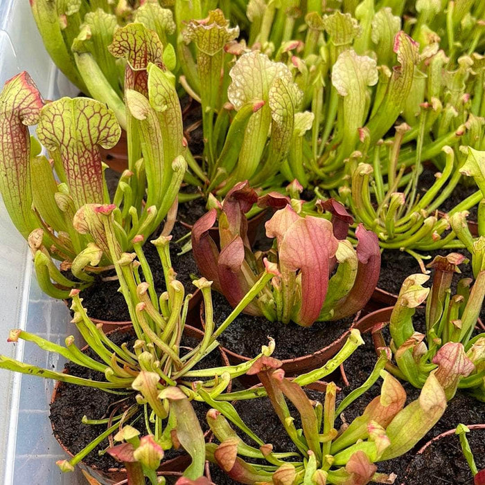 Gabriella Plants 3" Carnivorous Sarracenia Grower's Choice