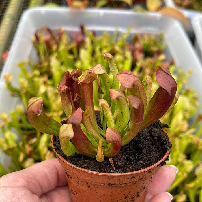 Gabriella Plants 3" Carnivorous Sarracenia Grower's Choice