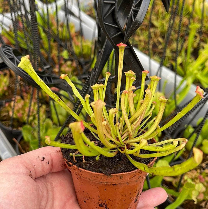 Gabriella Plants 3" Carnivorous Sarracenia Grower's Choice