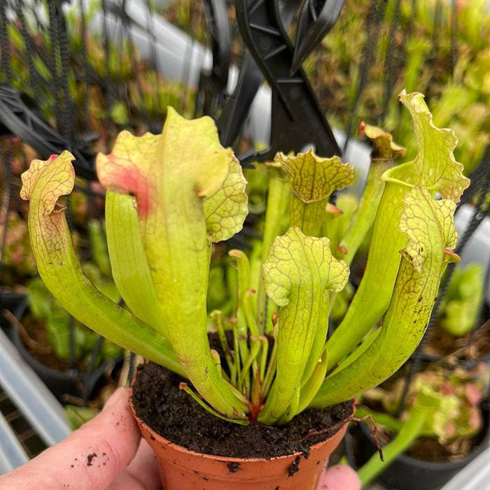 Gabriella Plants 3" Carnivorous Sarracenia Grower's Choice
