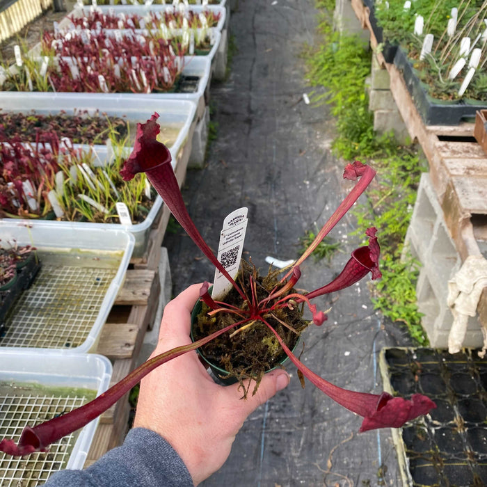 Gabriella Plants Carnivorous 3" Carnivorous Sarracenia 'Juthatip Soper’