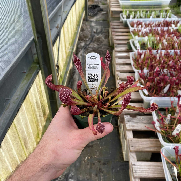Gabriella Plants Carnivorous 3" Carnivorous Sarracenia 'Scarlet Belle'