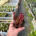 Gabriella Plants Carnivorous 3" Carnivorous Sarracenia x catesbaei