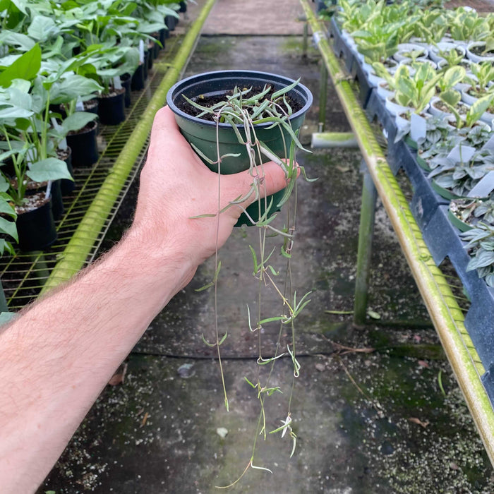 Gabriella Plants Other 4" Ceropegia linearis "String of Needles"