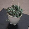 Gabriella Plants Succulent 4.5" Hanging Basket Ceropegia woodii "String of Hearts"