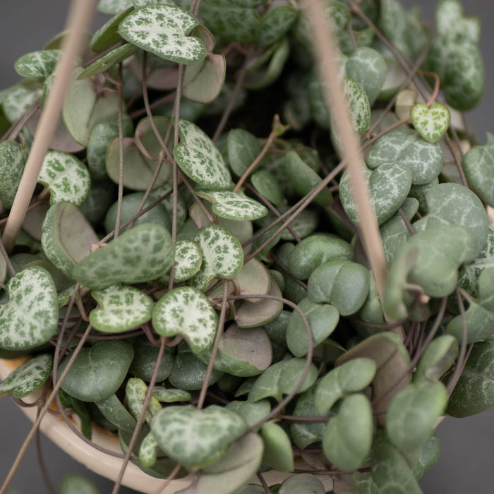 Gabriella Plants Succulent 4.5" Hanging Basket Ceropegia woodii "String of Hearts"
