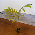 Gabriella Plants Other 4" Chambeyronia macrocarpa Palm