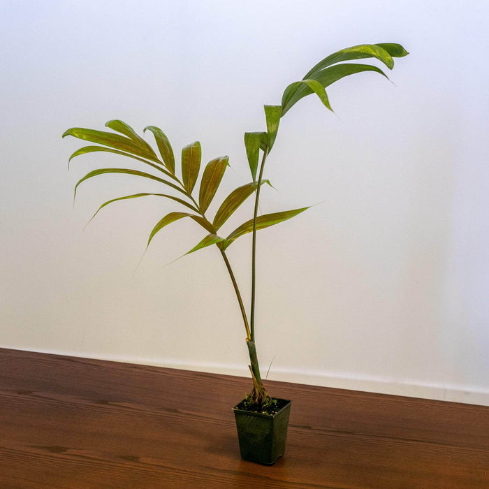 Gabriella Plants Other 4" Chambeyronia macrocarpa Palm