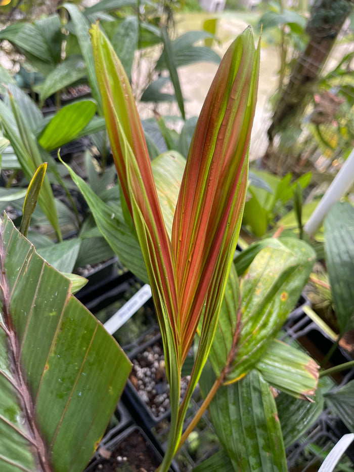 Gabriella Plants Palms 4" Chambeyronia macrocarpa