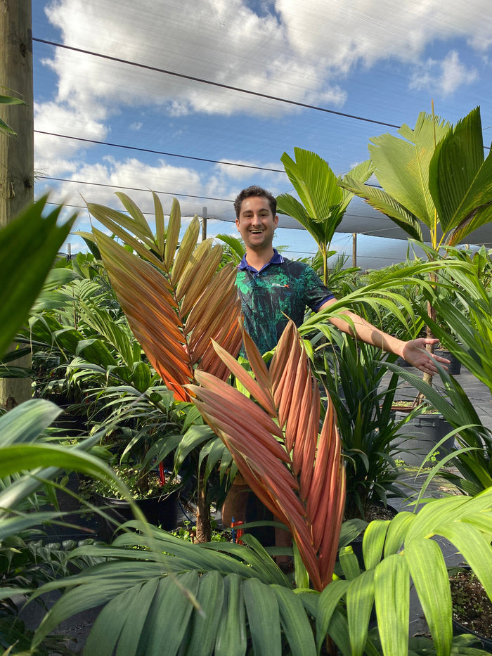 Gabriella Plants Palms 4" Chambeyronia macrocarpa Palm