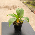 Gabriella Plants Other 4" Chlorophytum 'Fire Flash' 'Mandarin Orange'