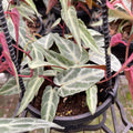 Gabriella Plants 4" Cissus amazonica Hanging Basket