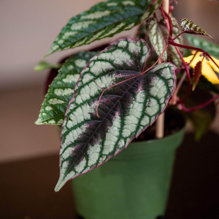 Gabriella Plants Other 4" Cissus discolor w/ Stake