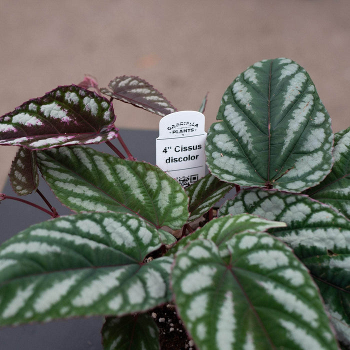 Gabriella Plants Other Cissus discolor