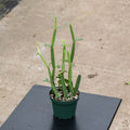 Gabriella Plants Other 4" Cissus quadrangularis