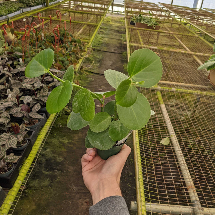 Gabriella Plants Other 3" Cissus rotundifolia