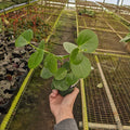 Gabriella Plants Other 3" Cissus rotundifolia