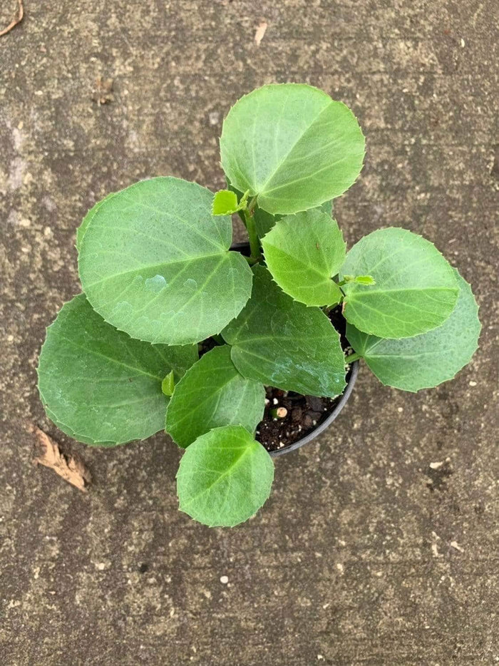 Gabriella Plants Other 4" Cissus rotundifolia